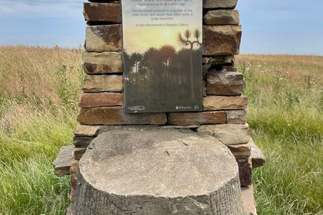 Dawdon’s Fossil Tree