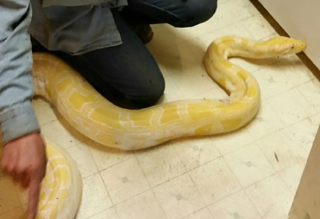 Sam the python.