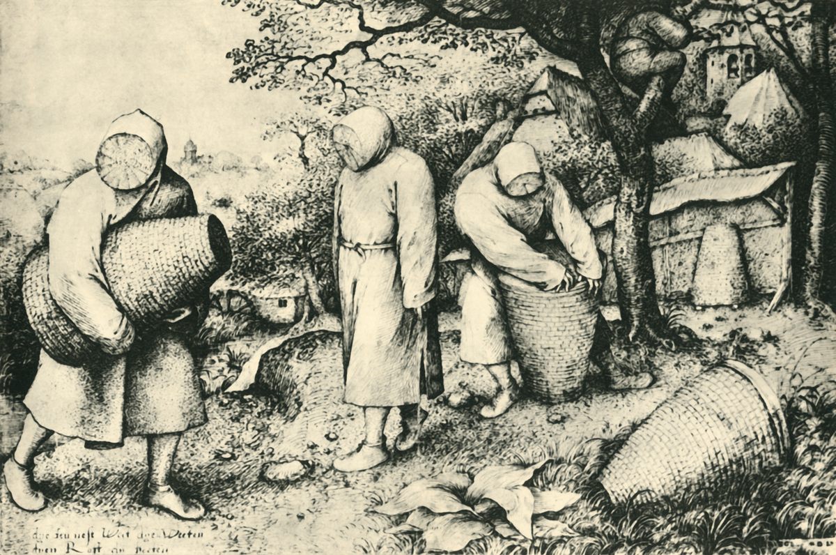 "The Beekeepers" by Pieter Bruegel, 1565, shows cone-shaped skeps, made of coiled hay or dried grass, used to house honey bees. Beekeepers often crushed the entire skep, bees and all, to harvest the honey.