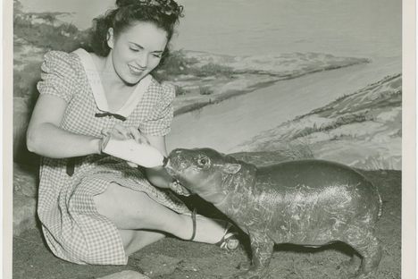 This pygmy hippo at the 1939 World's Fair Firestone exhibit was probably Gumdrop I, Billy's first surviving calf.
