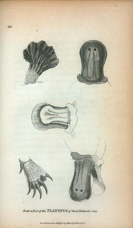 Shaw work