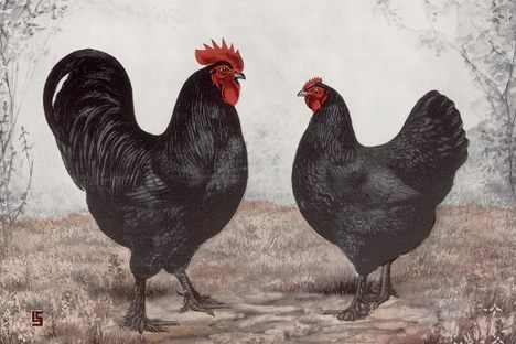 Black Langshans, L.A. Stahmer, 1928.