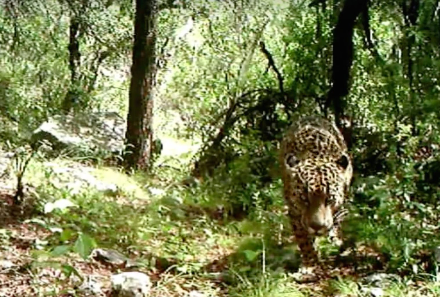 El Jefe, America's last known jaguar, investigates the weird new gadget in his mountain home.