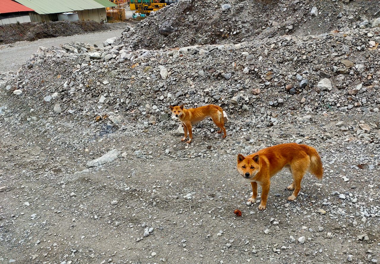 These singing dogs were recently found near a gold mine in Papua.