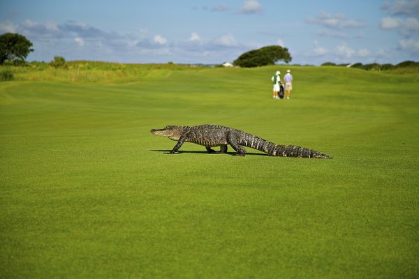 An alligator visits a golf course.