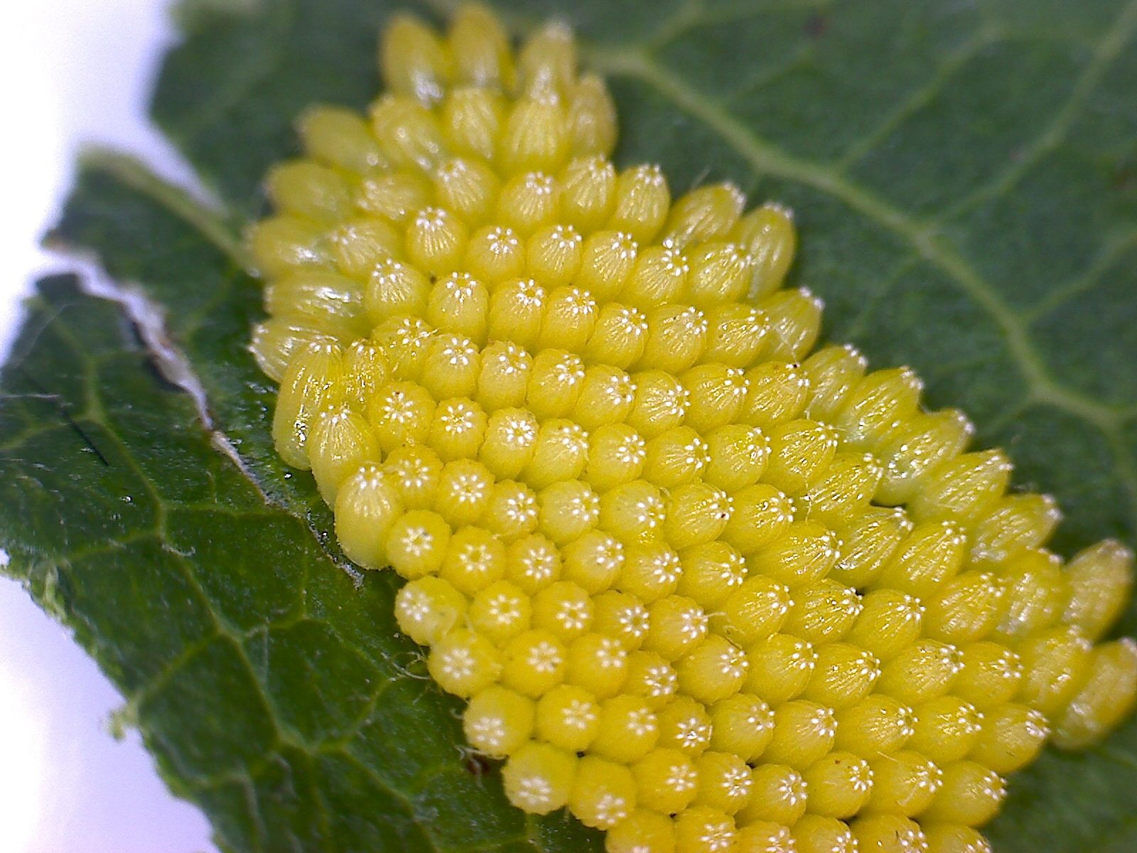 Aporia crataegi eggs Malus domestica