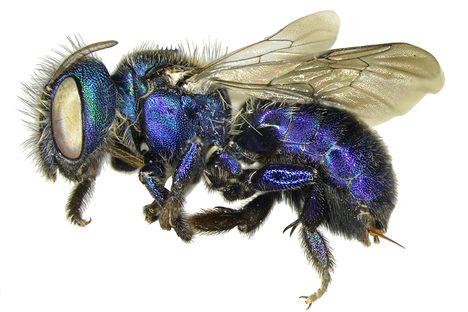 Backyard Bugs: LA’s Unsung Biodiversity
