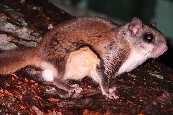 A southern flying squirrel. 
