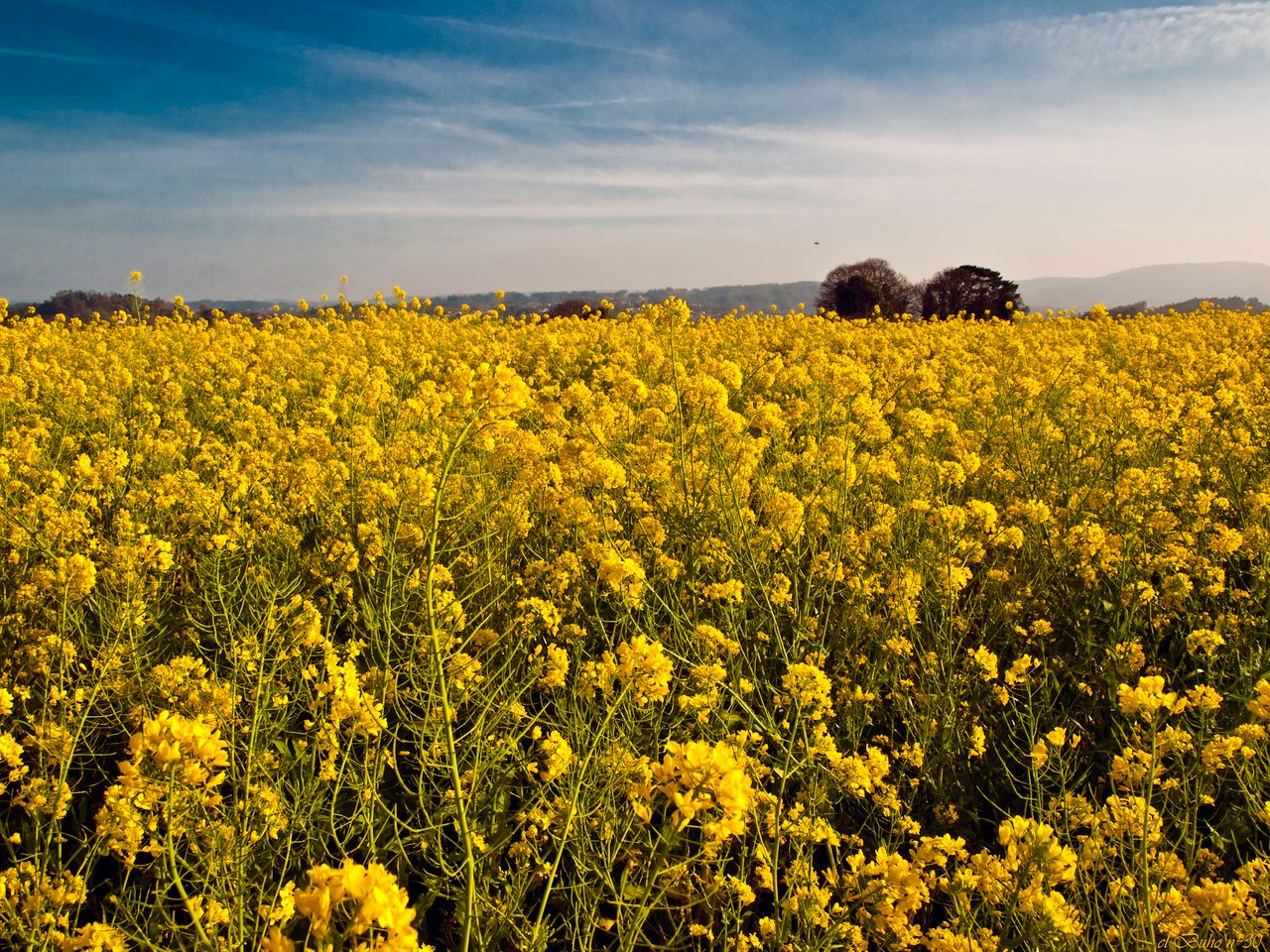 A field of northwestern Spain's beloved grelos is just one of the many permutations of <em>Brassica rapa</em>.
