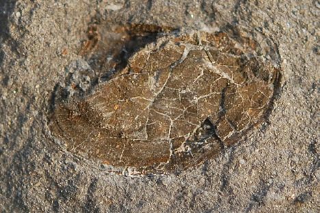 Naiadites devonicus
