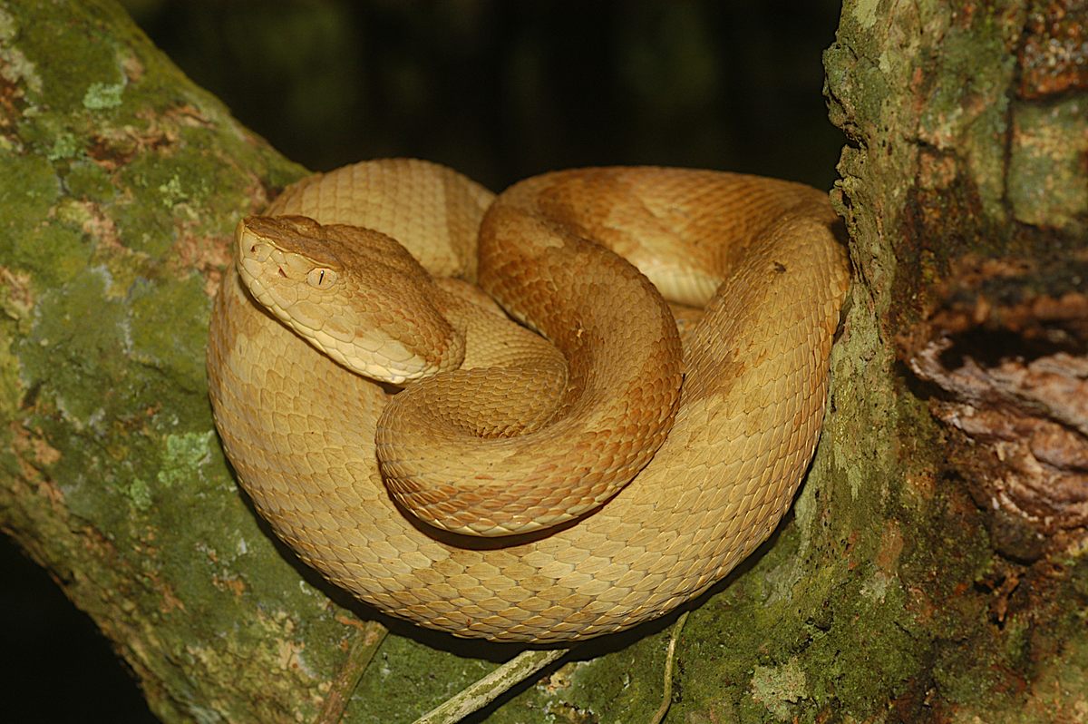 Golden lancehead vipers, despite their reputation, are not particularly agressive, according to scientists who study the snakes.