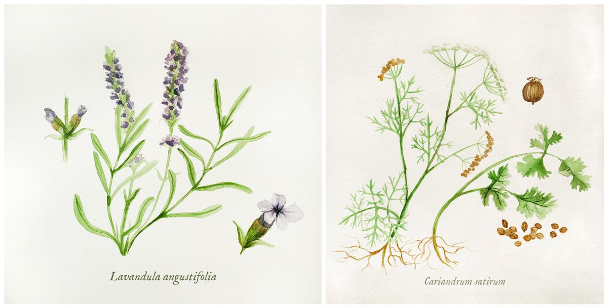 Lavender and coriander are popular botanicals in gin.