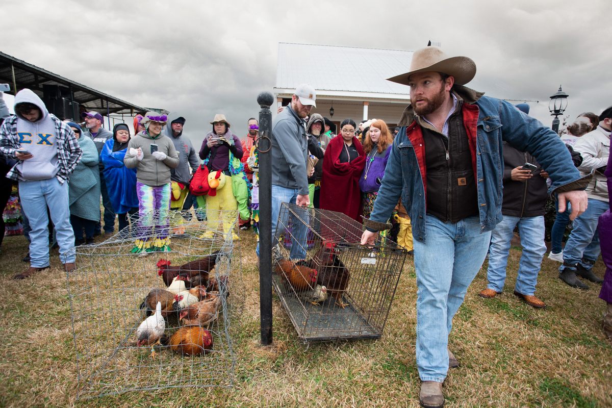 Local residents supply roosters and hens for the mayhem.