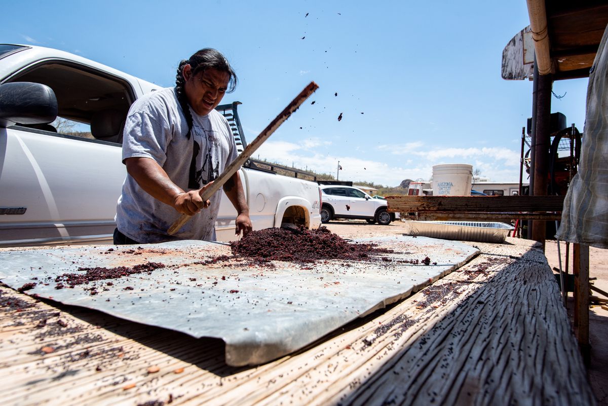 Jesse Pablo, a longtime student of Terroll Johnson’s, separates the fibrous innards of the saguaro fruit from the thousands of seeds inside each one.