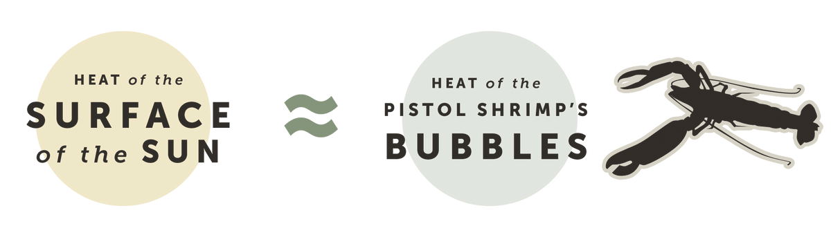 Heat of the surface of the sun ≈ Heat of the Pistol Shrimp's Bubble