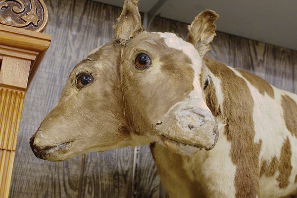 A two-headed calf from Marsh’s oddities collection.