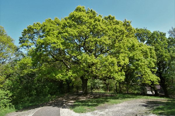 The Oak of Honor