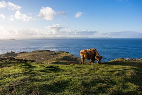 Peacefully grazing cow—or the next victim of an elf attack?