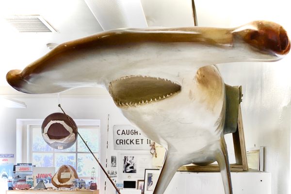 Living Sharks Museum