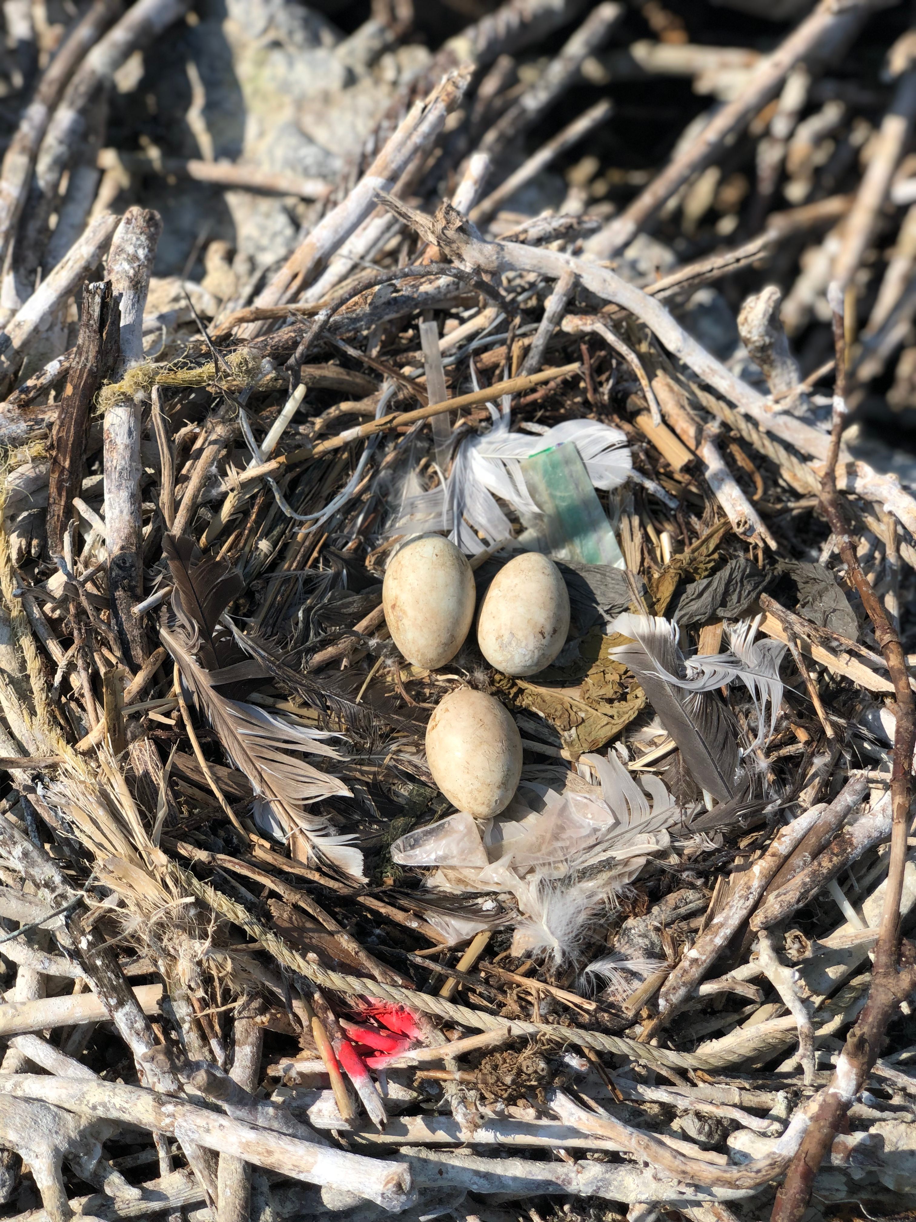 This plastic baggie was seen in a double-crested cormorant nest in New York City in May 2019. (The image was taken by a scientist with proper permits, for research purposes.)