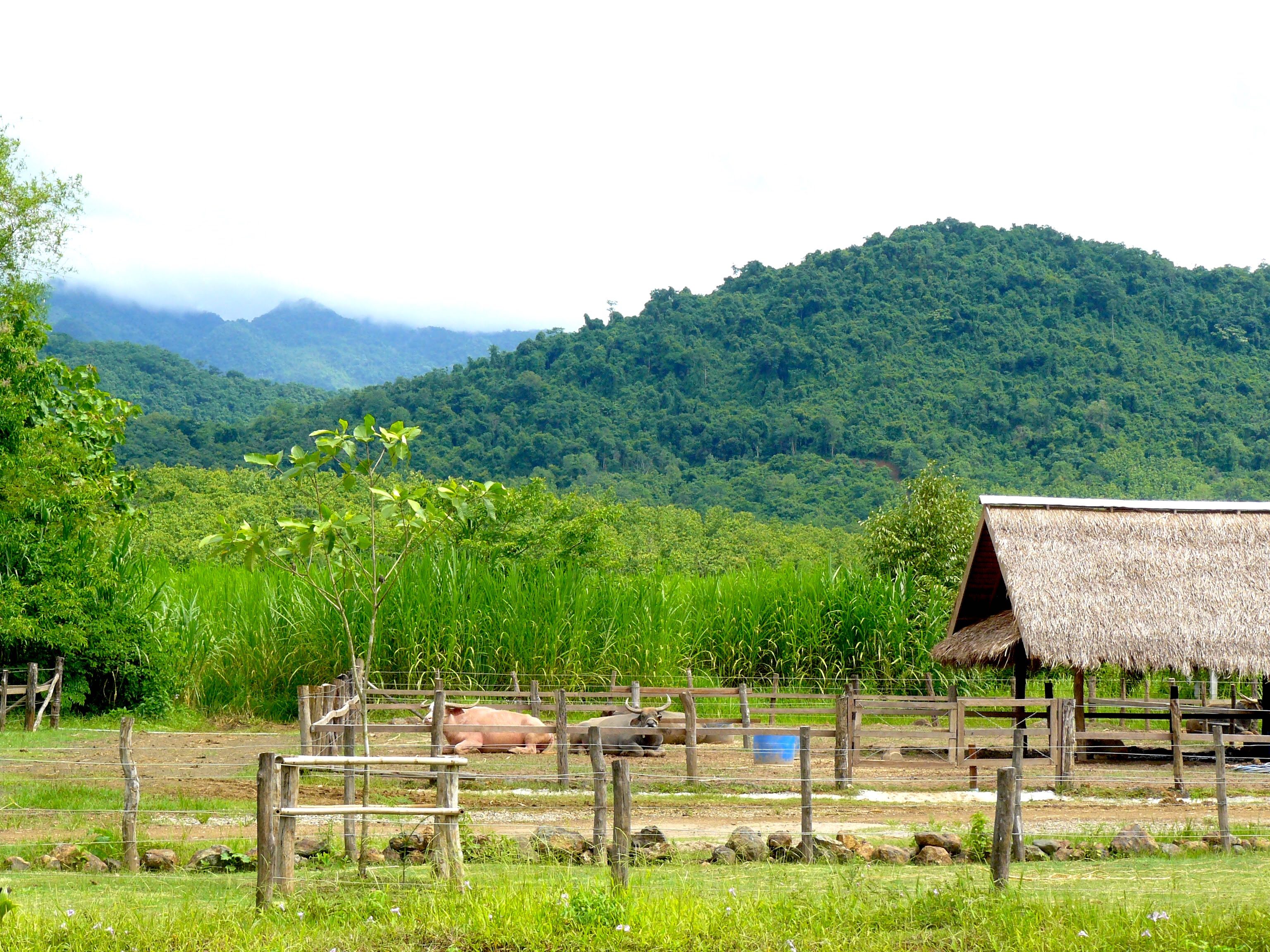 The farm is nestled at the foothills of the Laos mountain range.