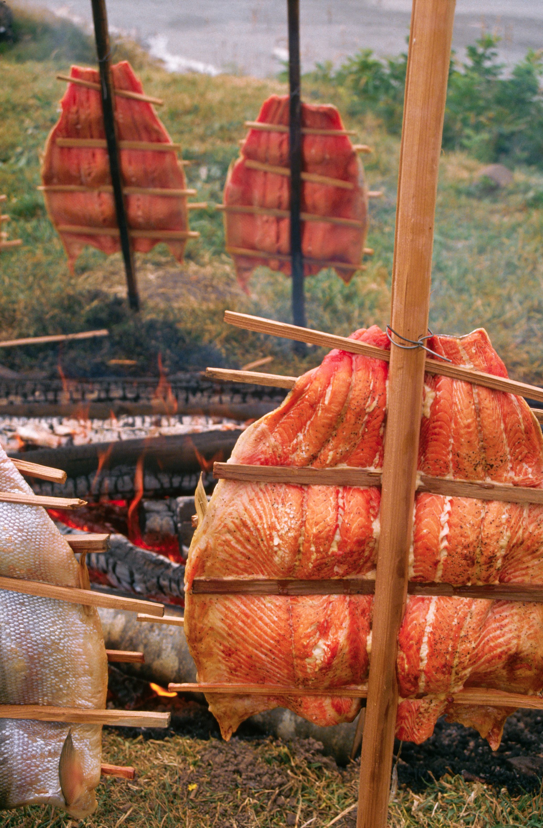 Salmon grills beside a cooking fire using traditional Quinault methods.