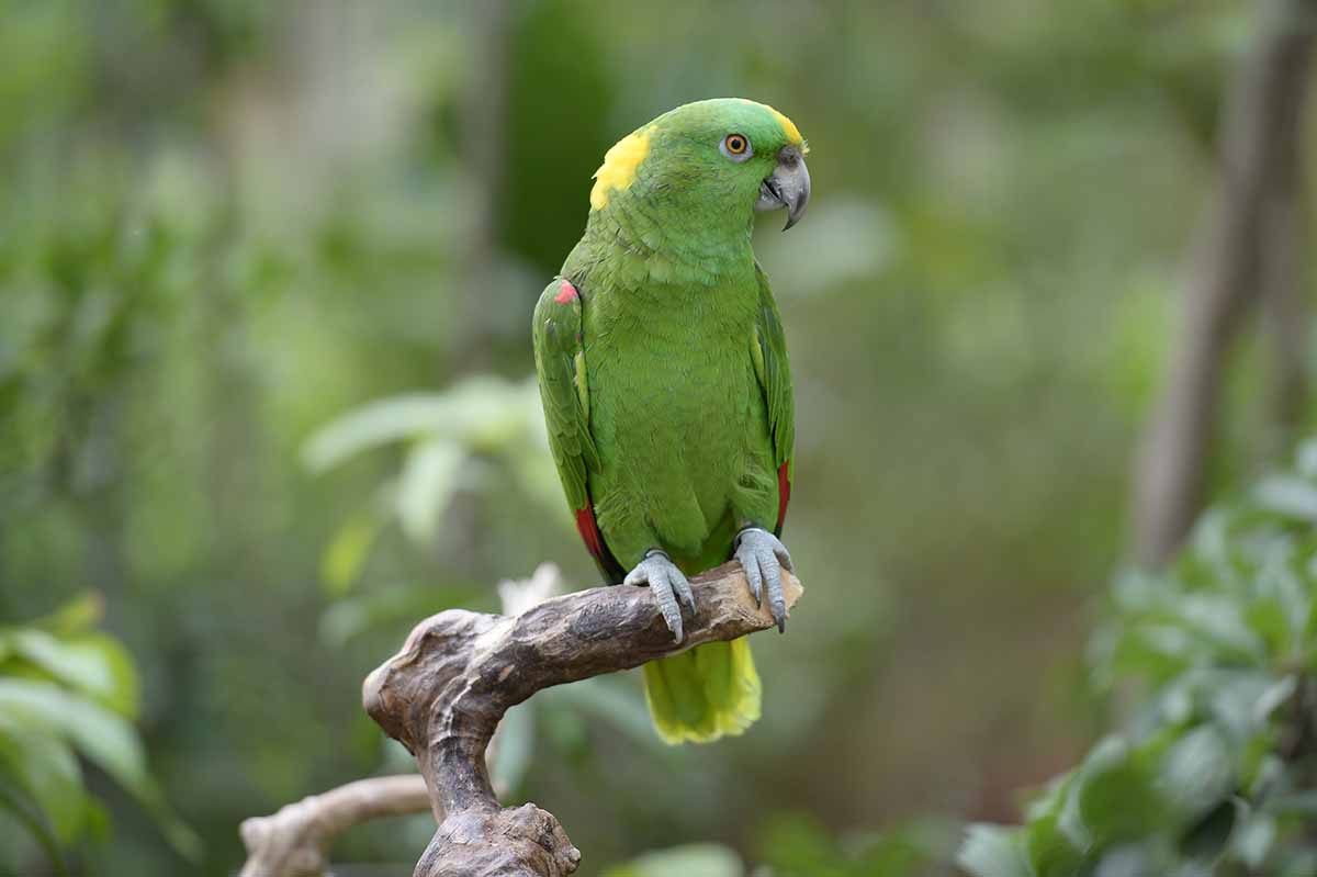 A yellow naped amazon parrot.