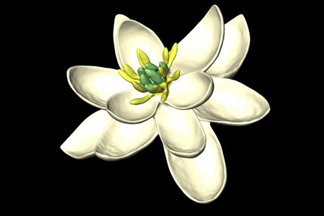 A new study simulated floral evolution to come up with an idea of what the first flower might have looked like. 