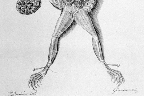 An 18th-century illustration of the legs of a frog. 
