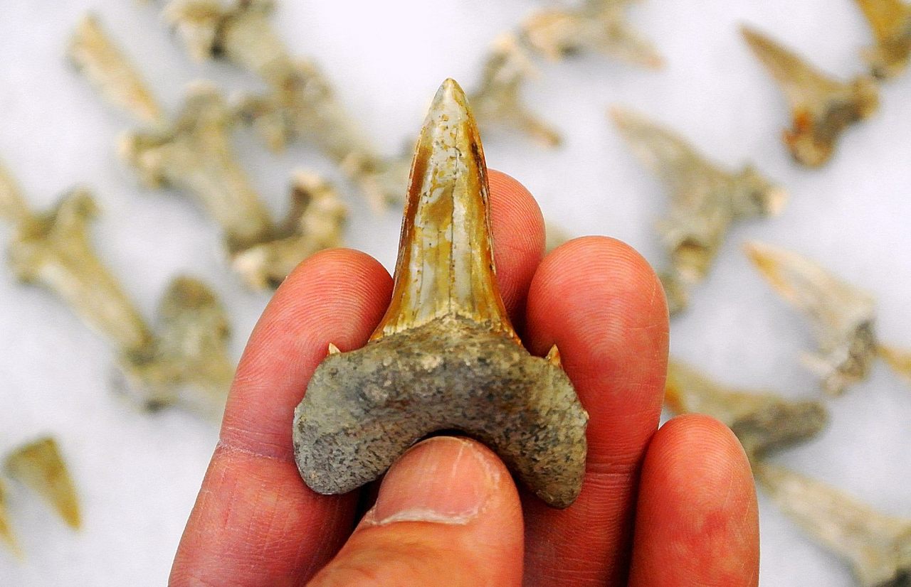This ancient shark may have been slow-moving, but it was still pretty pointy. 