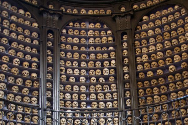 Skulls and bones on display. 