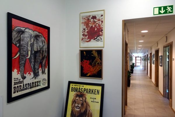The paintings are located in one of the offices at Borås zoo.