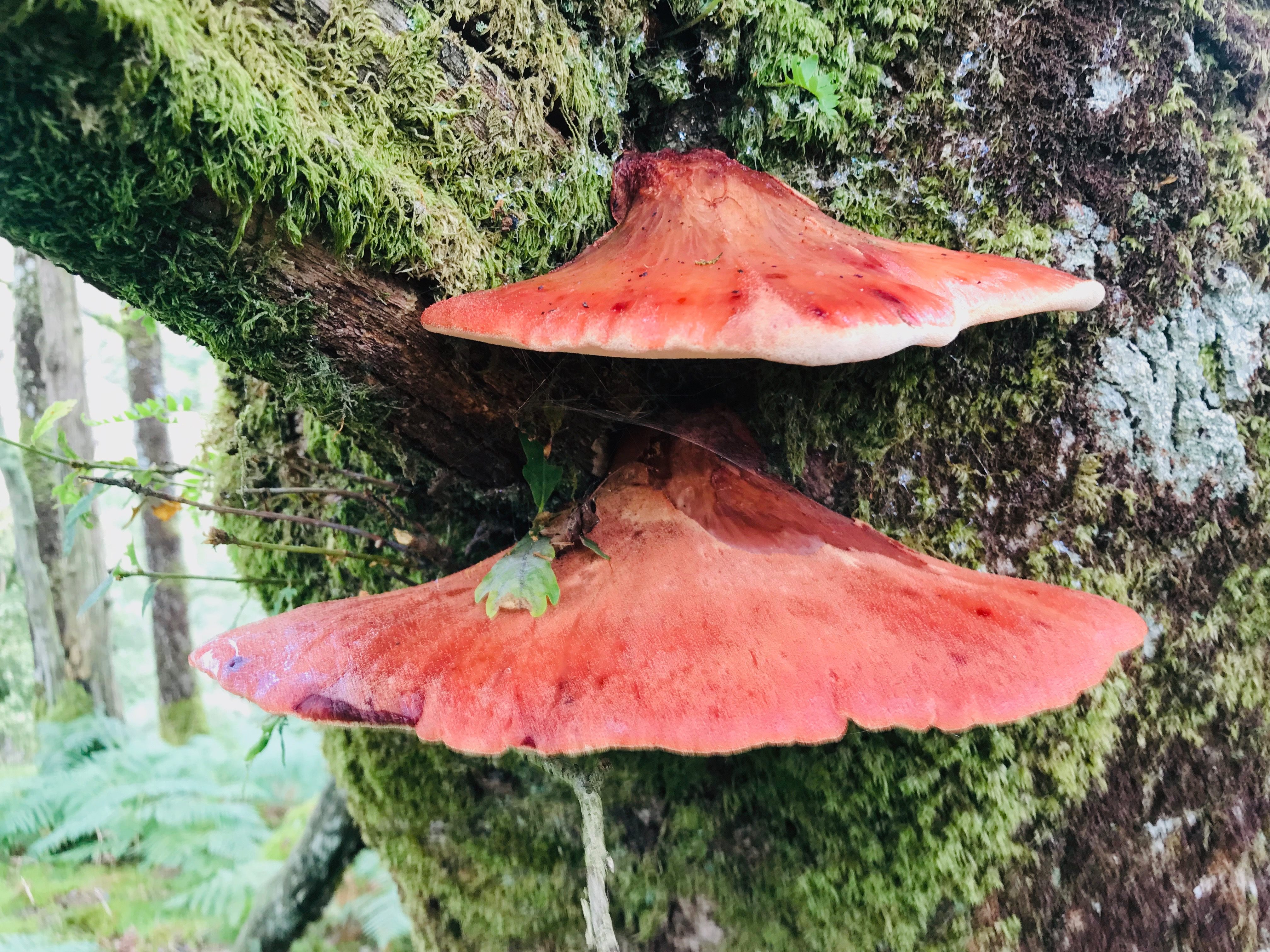 Beefsteak fungus growing in a temperate rainforest in Wales.