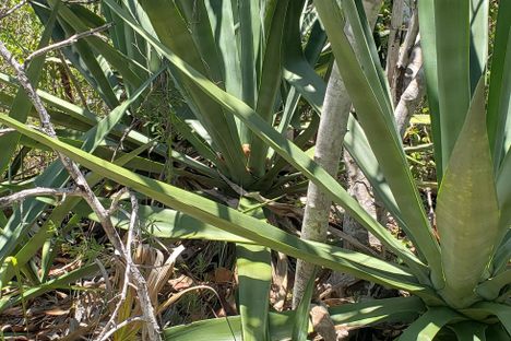 The grave itself is overgrown with agave, poison ivy, and lots of other sharp pointy objects, so wear protective clothing! 
