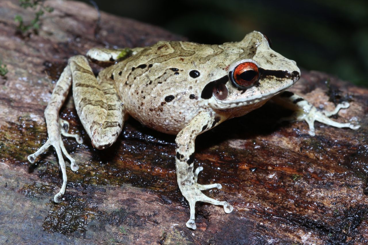 A new species of frog in the genus <em>Pristimantis</em> discovered near Camp 3.