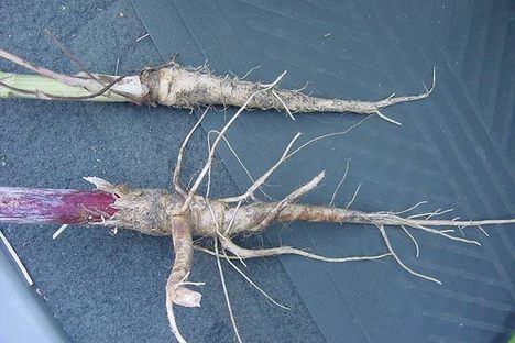 'Poisonous Parsnips' Are Washing Up on Beaches in Scotland