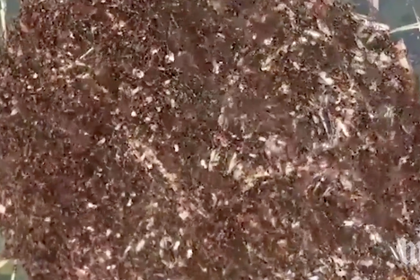 The Floating Masses of Fire Ants That Could Be in Tropical Storm Cindy's Wake