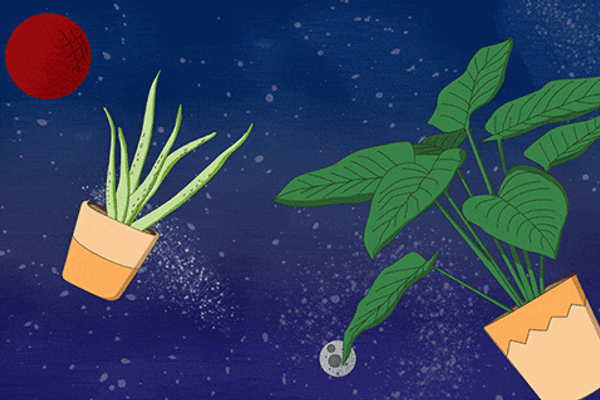 Someday, succulents might keep spacefarers company.