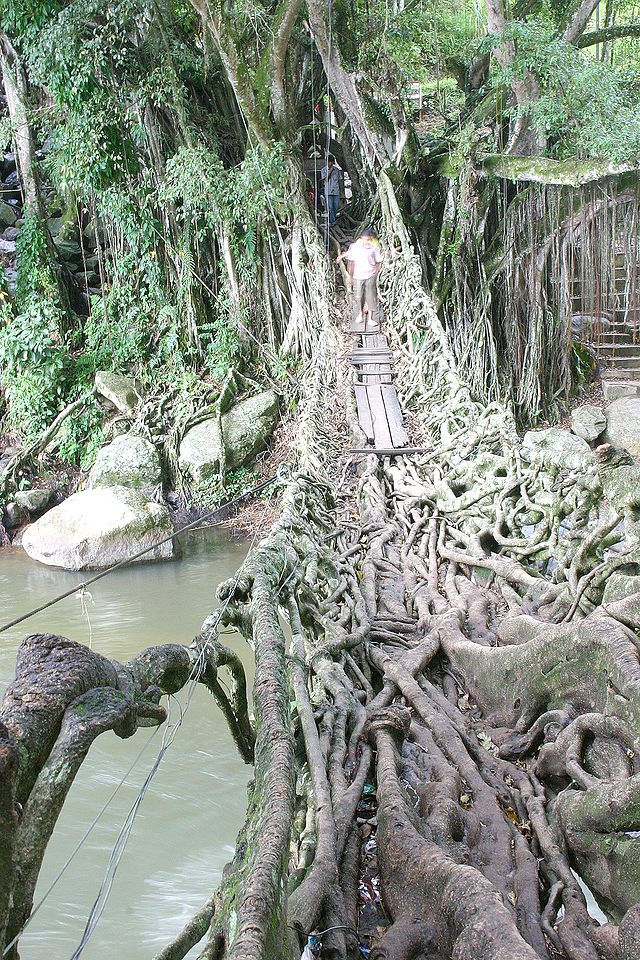 Jembatan Akar