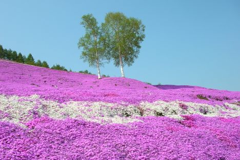 Shibazakura Park.
