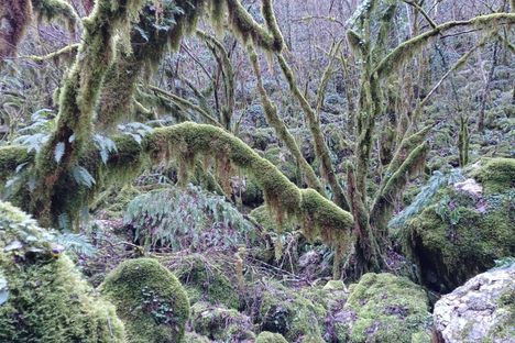 The eerie vegetation at the bottom of the sinkhole.