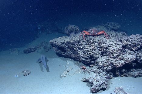 A flurry of marine snow falls to the seafloor off the Gulf of Mexico.