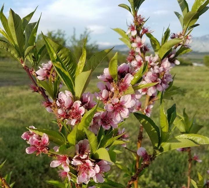 How a Navajo Scientist Is Helping to Restore Traditional Peach