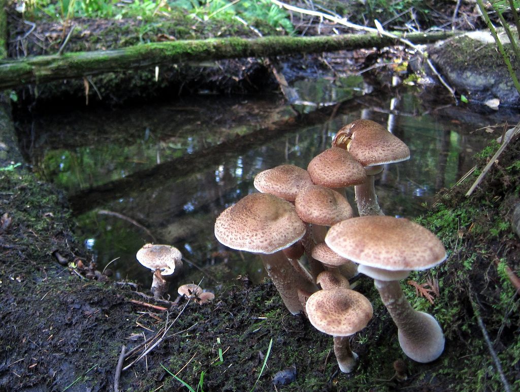 An <em>Armillaria ostoyae</em> in Oregon may be the largest living thing on Earth.