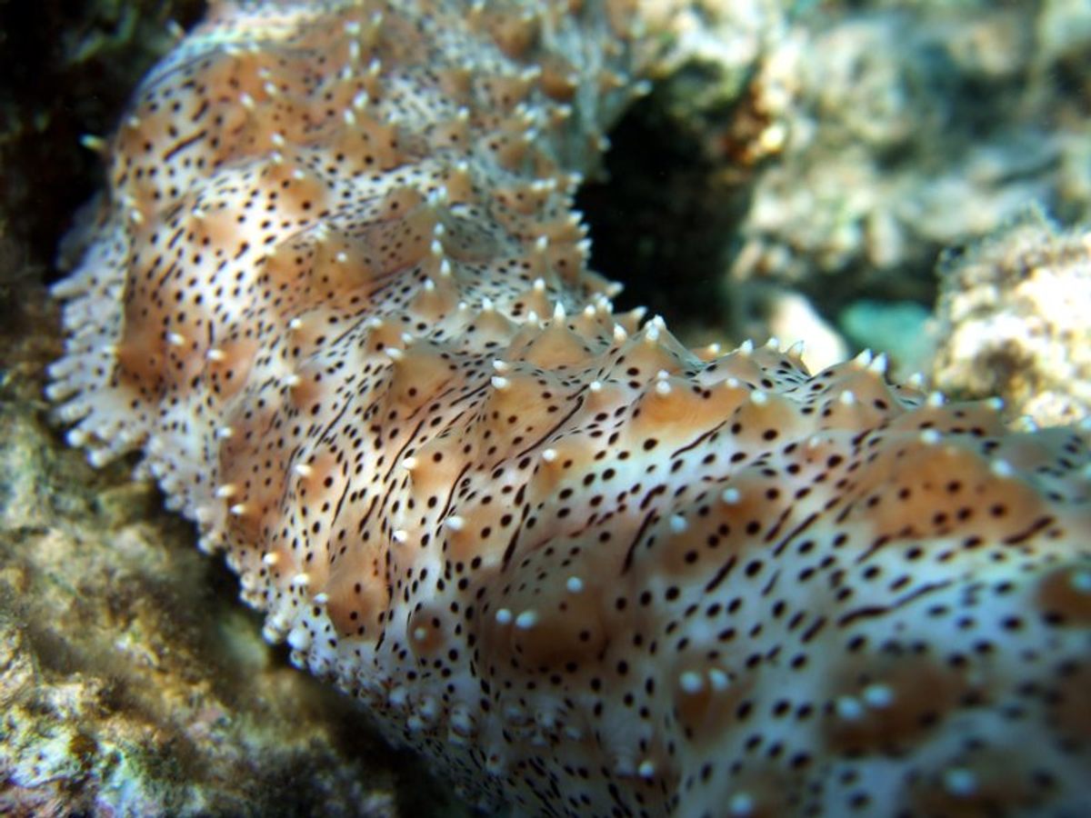 This sea cucumber, <em>Pearsonothuria graeffei</em>, lives on tropical coral reefs.