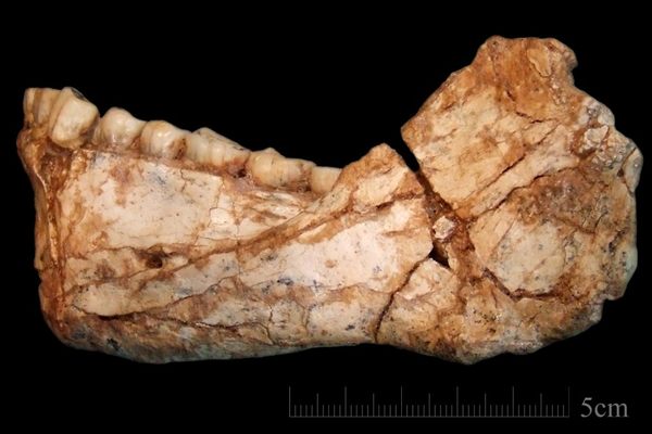 The first, almost complete, adult mandible discovered at Jebel Irhoud.
