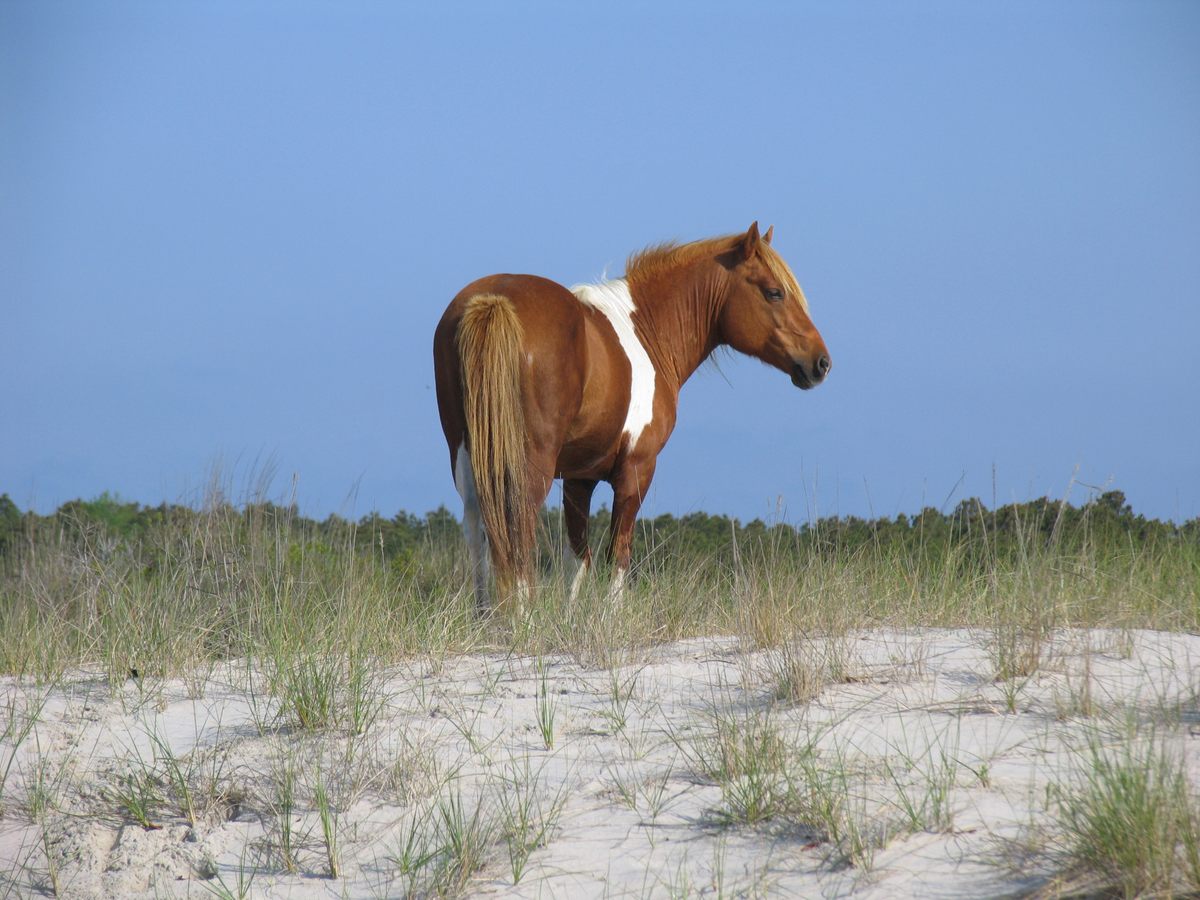 A Chincoteague pony on Assateague Island, where shifting sands may have buried a Spanish shipwreck.