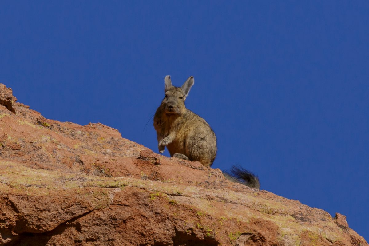 The southern viscacha (sometimes spelled vizcacha) is one of a few animals adapted to live around the stark Salar de Uyuni landscape year-round.
