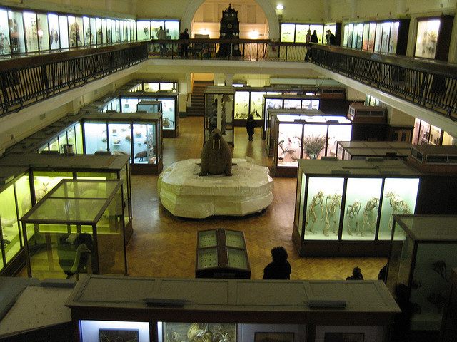 Horniman Museum Walrus