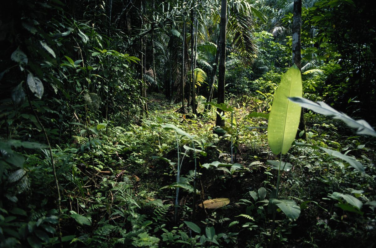 Campbell and Weaver spent 12-hour days following black-handed spider monkeys through the dense rainforests of Barro Colorado Island in Panama.